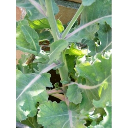 Thousand Head Kale. 1/2 Acre Pack. 1kg. No Stock until Feb 24